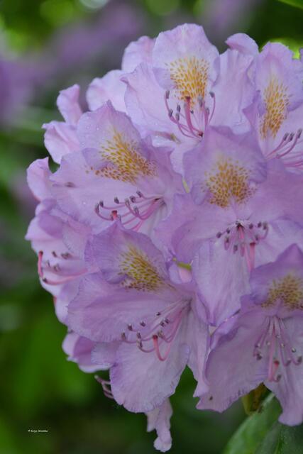 Hauchzarte Rhododendronblüten (Foto: Katja Woidtke)