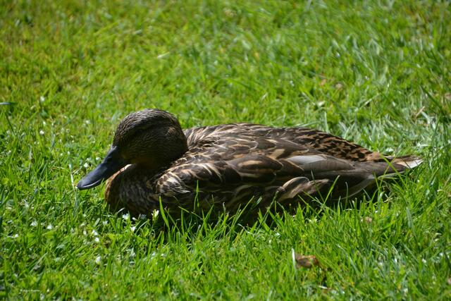 Siesta - Stockente im Stadtpark Hannover (Foto: Katja Woidtke)