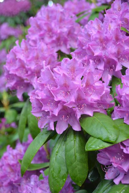Traum in rosa - Rhododendronblüte im Stadtpark Hannover (Foto: Katja Woidtke)