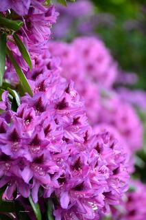 Parks und Grten in Niedersachsen: Zur Rhododendronblte im Stadtpark  Hannover - Hannover-Zoo
