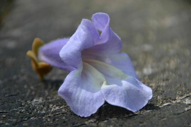Blüte des Blauglockenbaums (Foto: Katja Woidtke)