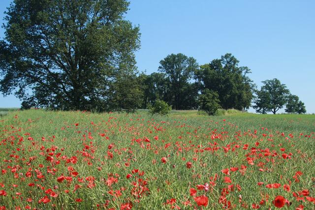 Mohnblumen im Rapsfeld