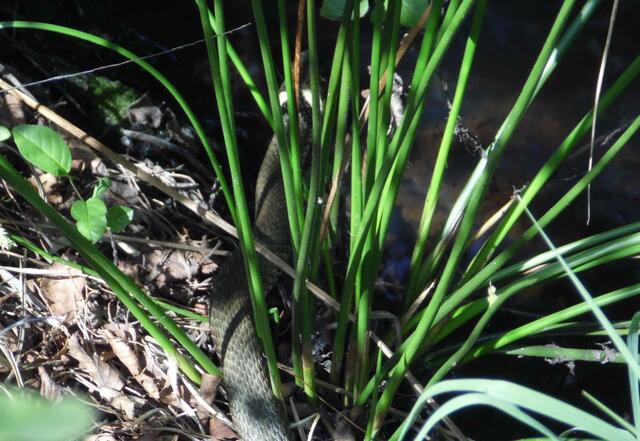 Den Kopf mit den typischen Farbmarkierungen leicht aufgestellt, lauert sie auf Beute. Vielleicht auf einen Moorfrosch.