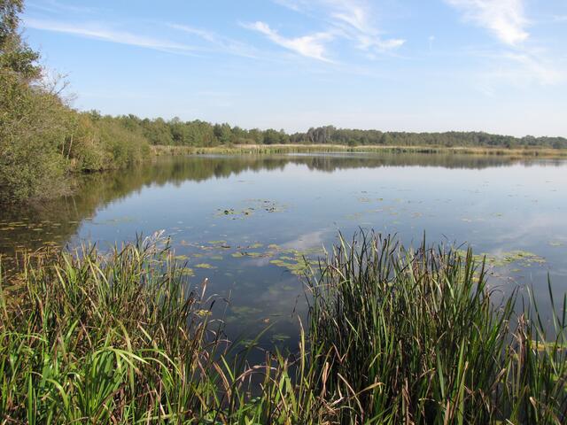 Damals, bevor die Verlandung begann, hatte es etwa die dreifache Größe. Man erkennt es noch an den sumpfigen Uferlandschaften, zu denen an der Westseite des Sees die Meerbruchswiesen gehören, die von Wasserbüffeln beweidet werden, an der Ostseite das Tote Moor.