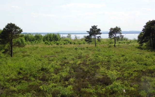 Von einem kleinen Aussichtsturm wird der Blick auf die Wasserfläche frei. Am Horizont die Bückeberge, auf deren Höhe man sich in einem Steinbruch die Spuren ganzer Saurierfamilien ansehen kann.