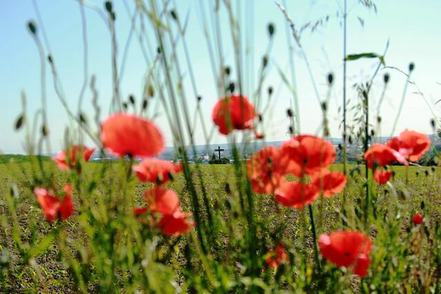Im Hintergrund (Mitte) das Feldkreuz unterhalb vom Bismarckturm