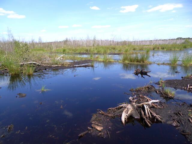 Die Birken mögen das saure Moorwasser nicht, sie sterben ab. Damit machen sie den Weg frei für die typische Moorvegetation.