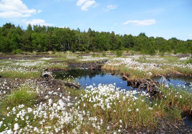 Auch das Pfeifengras. In Teilgebieten die Rosmarienheide, die Glockenheide und der Sonnentau.