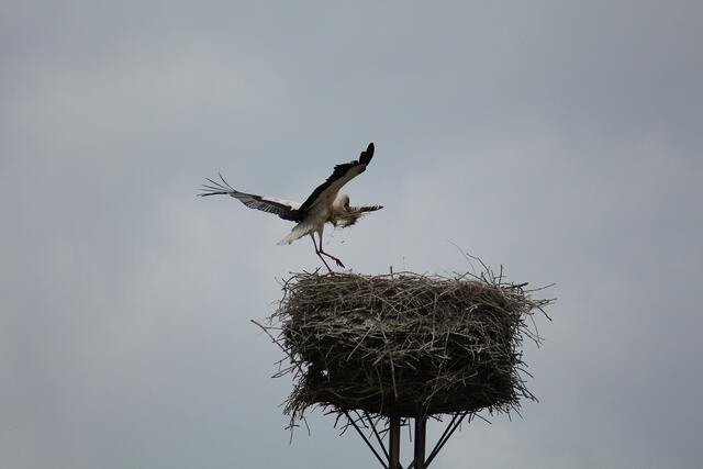 Sichere Landung - der Nachwuchs duckt sich noch ins Nest
