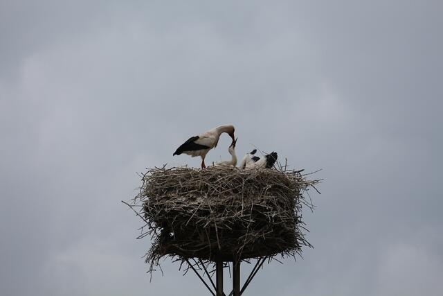 Die Fütterung beginnt
