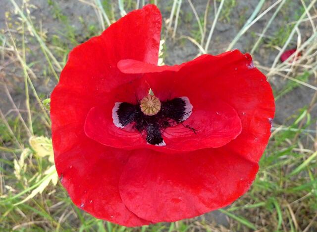 Auf dem Rückweg erfreute uns die Mohnblume.