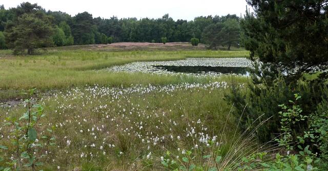 Der Moorsee und seine sumpfigen Ufer sind von einer Heidelandschaft umgeben. Diese ist wiederum in eine Waldlandschaft eingebettet.