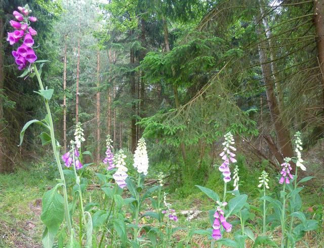 Fingerhüte im Wald