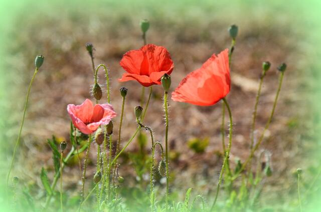 ich konnte einfach nicht anders und habe ein wenig gespielt!