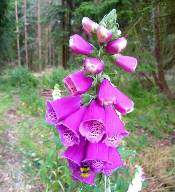 Fingerhut mit Hummel