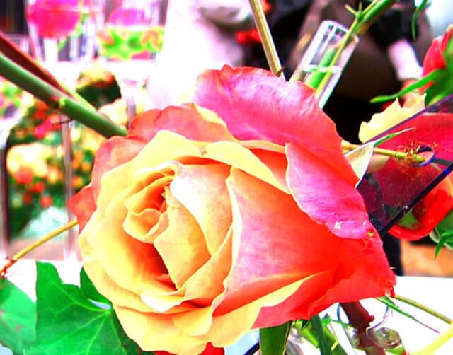 Eine Rose für die Ewigkeit - Am 21. Juni gibt es in Steinfurth / Bad Nauheim eine Rosentaufe (Foto: Max Bryan)