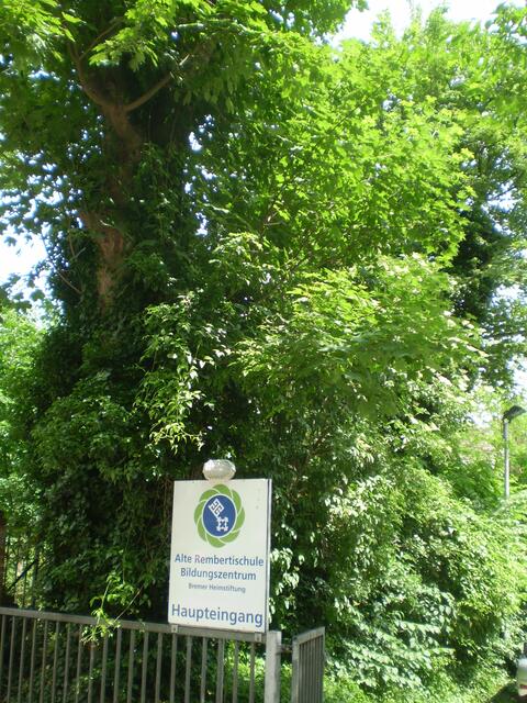 Baum mit Efeubewuchs in Bremen am 17. Juni 2015