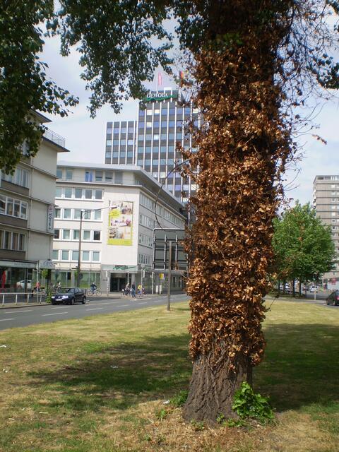 Blick auf einen Baum am Rembertiring in Bremen am 17. Juni 2015 (s. dazu GOOGLE: "Die Aktion 'Bremen räumt auf' ist ein Beitrag zur laufenden Umwelt-Olympiade")