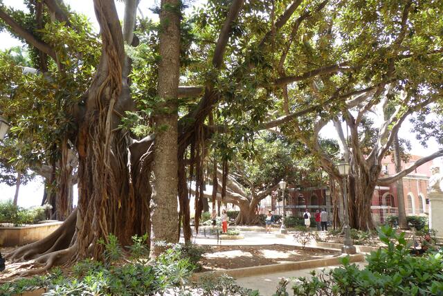 Ficus Benjamini