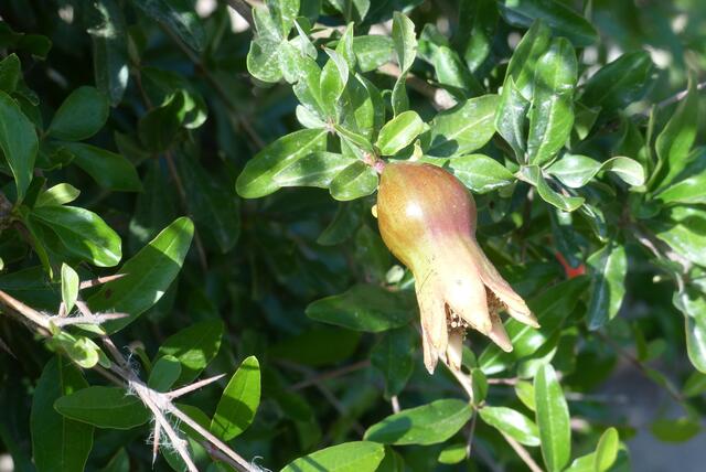 Granatapfel??