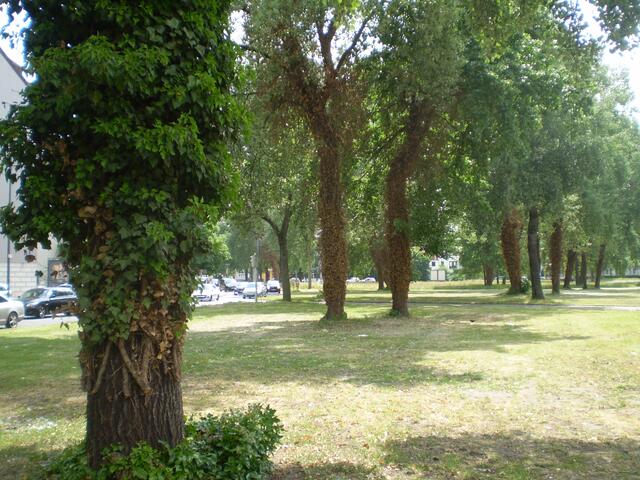 Blick auf Bäume am Rembertiring in Bremen am 17. Juni 2015 (s. dazu GOOGLE: "Die Aktion 'Bremen räumt auf' ist ein Beitrag zur laufenden Umwelt-Olympiade")