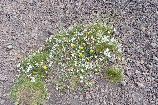 Moos und Flechten gehören zur ersten Vegetation auf dem Ätna ...