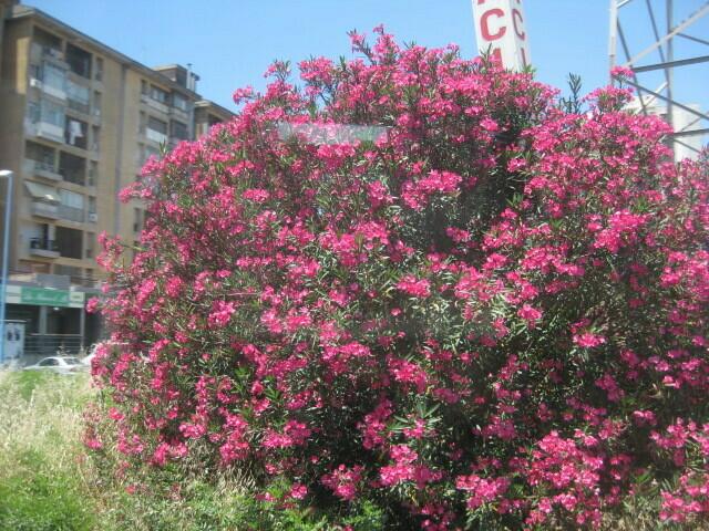 Oleander blüht hier busch- und baumförmig in leuchtendes Farben.............. üppig wie Unkraut ...... Oft sind sogar Sstraßen und die Autobahn damit gesäumt ....