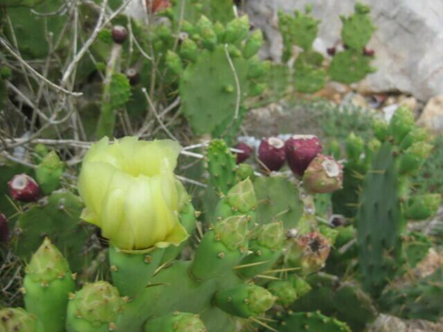 Blüte des Feigenkaktus