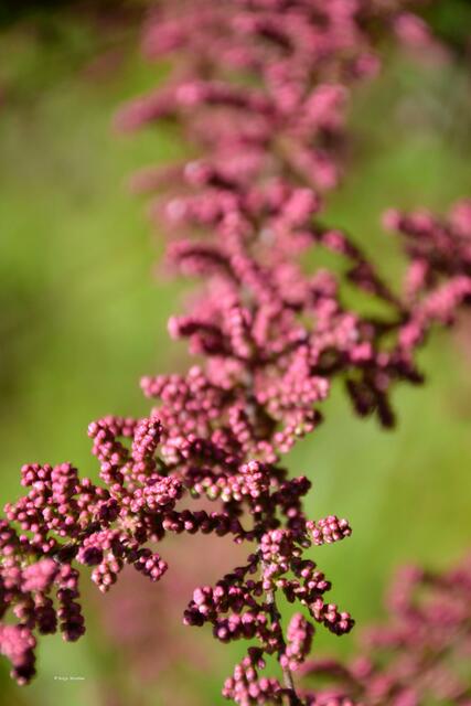 Wer kann bei der Bestimmung helfen? (Foto: Katja Woidtke)