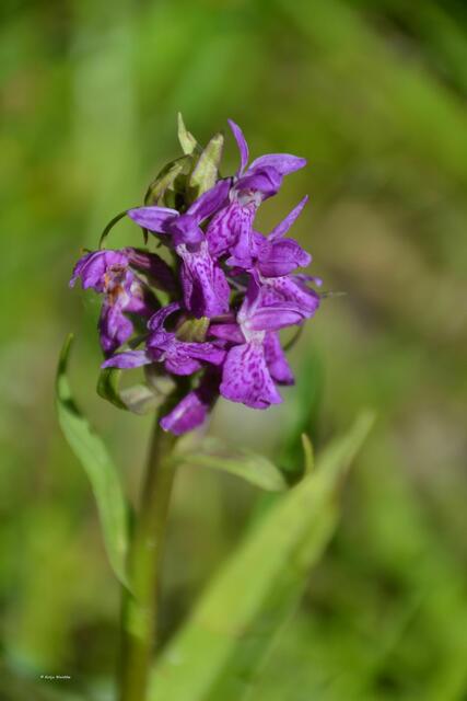 Knabenkraut im Katinger Watt (Foto: Katja Woidtke)