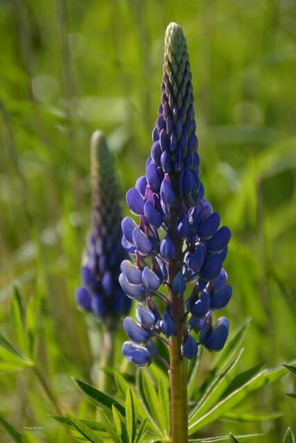 Lupinen am Wegesrand - Waldlehrpfad Katinger Watt (Foto: Katja Woidtke)