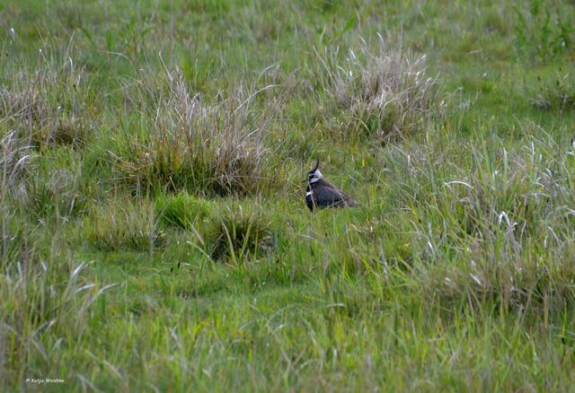 Auf den Wiesen im Katinger Watt brüten Kiebitze (Vanellus vanellus) (Foto: Katja Woidtke)