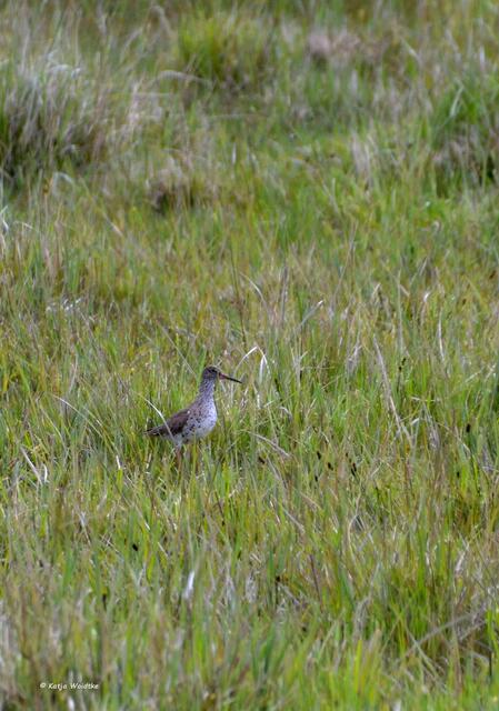 Der Rotschenkel (Tringa totanus) sorgte für Aufregung bei einem brütenden Kiebitzpaar (Foto: Katja Woidtke)