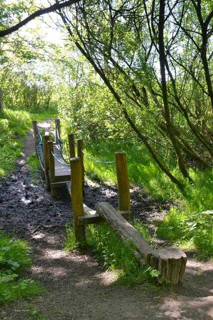 Dschungelpfad im Katinger Watt (Foto: Katja Woidtke)