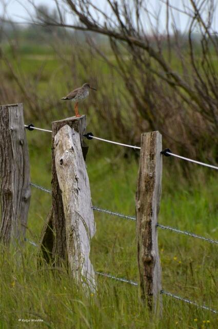 Rotschenkel (Tringa totanus) (Foto: Katja Woidtke)
