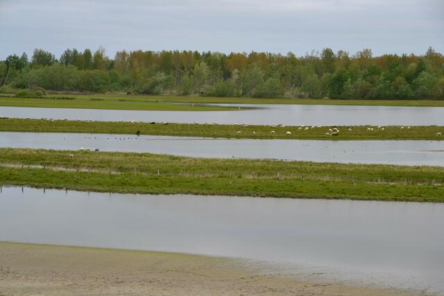 Katinger Priel im Vogelschutzgebiet (Foto: Katja Woidtke)