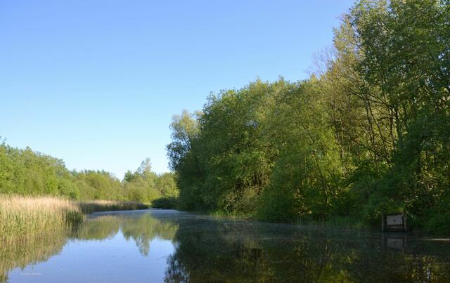 Ringpriel im Katinger Watt mit Eisvogelwand rechts im Bild (Foto: Katja Woidtke)