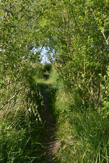 Eingang zum Grasnest im Naturerlebnisraum Wald - Wasser im Katinger Watt (Foto: Katja Woidtke)