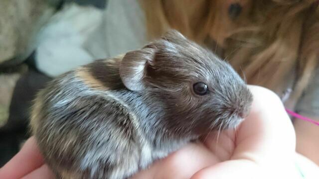 "Bella", "Manni" seine kleine Schwester