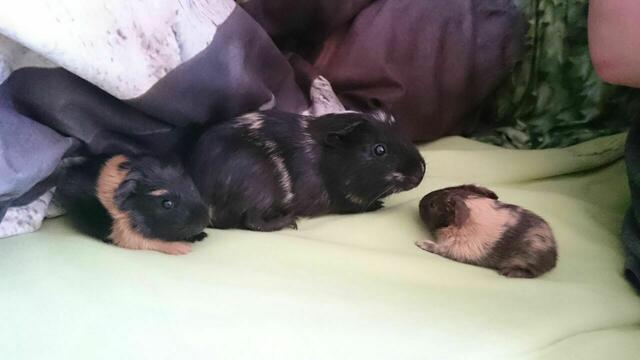 "Lucy" mit "Manni" und "Bella" am Morgen nach der Geburt