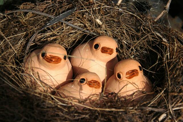 Das Nest ist echt