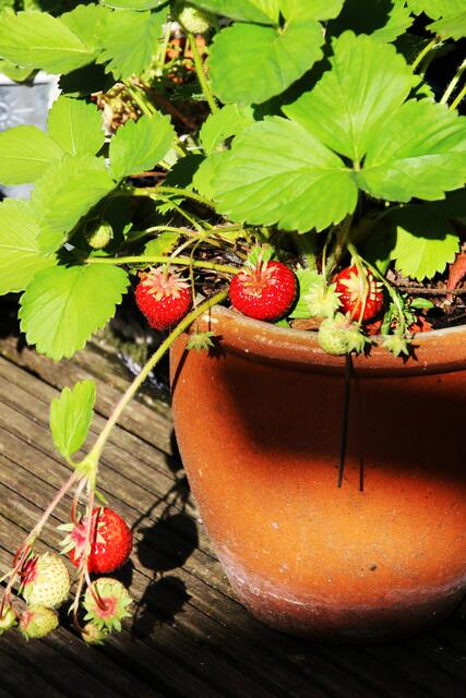 Die ersten Erdbeeren