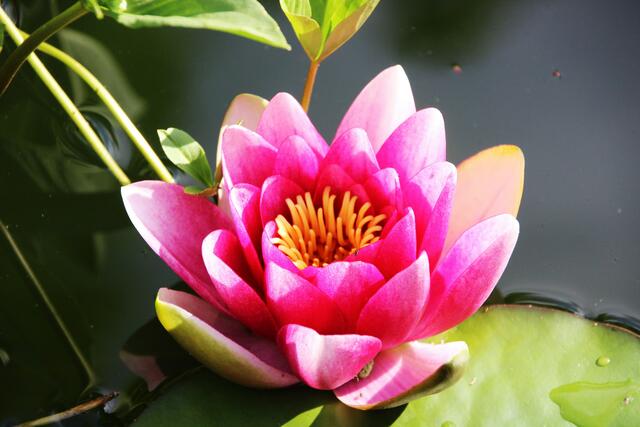 Eine Schönheit am Gartenteich