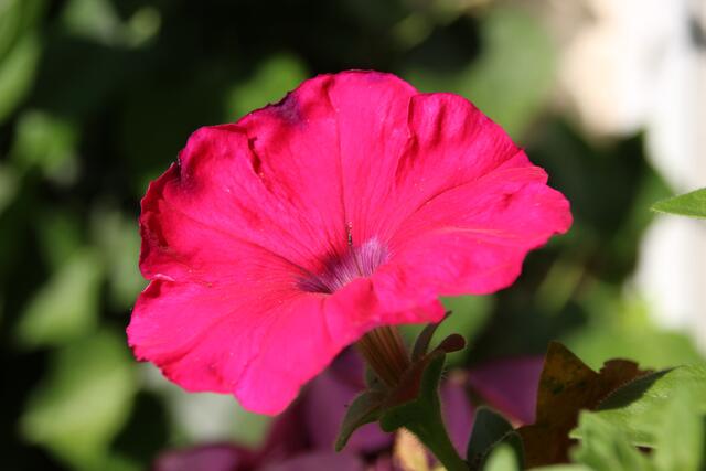 ...auch in Pink