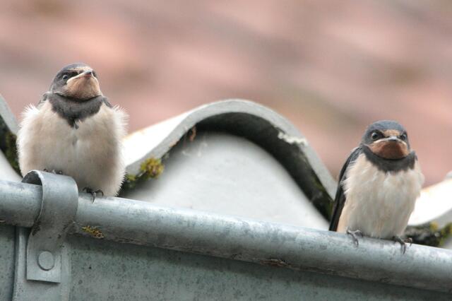 Was sollen wir nun hier?