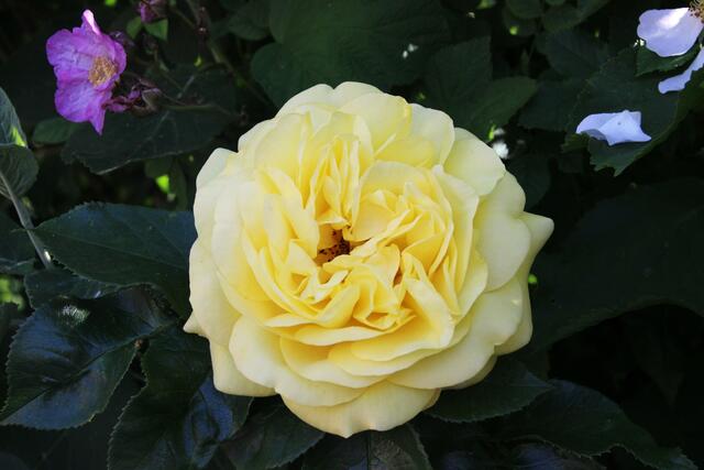 Rose "Emil Nolde"