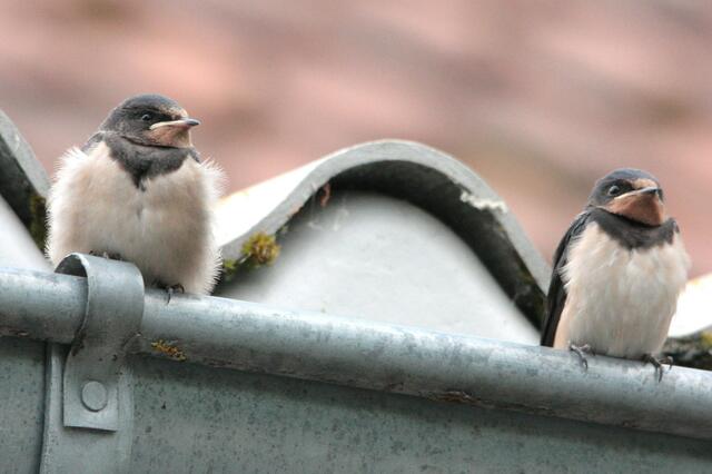 Im Nest war es so warm und kuschelig....