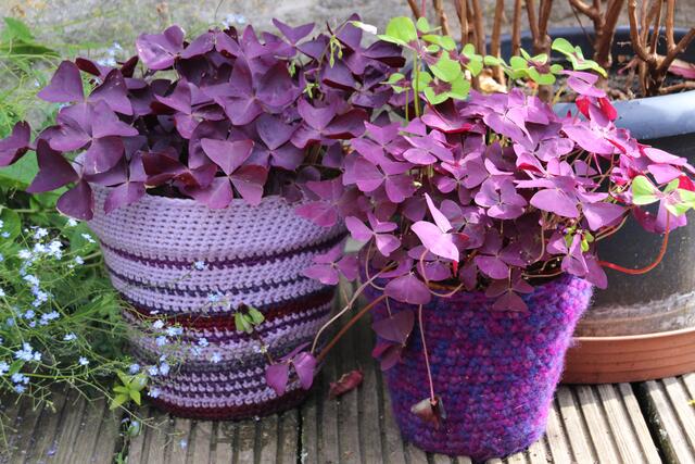 ...auch in violett...