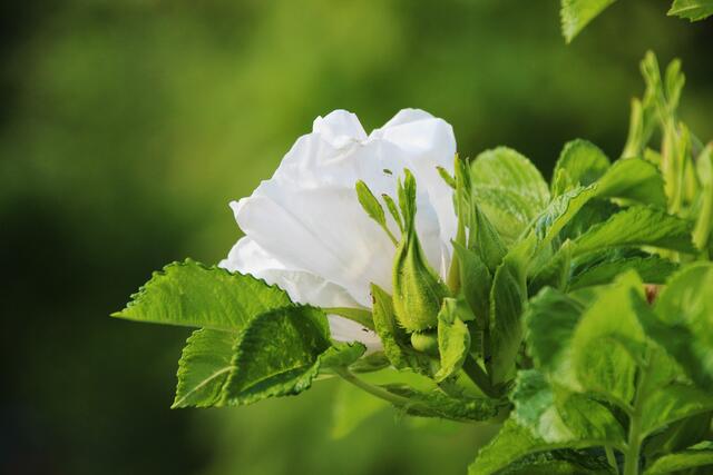 Weiße Rose