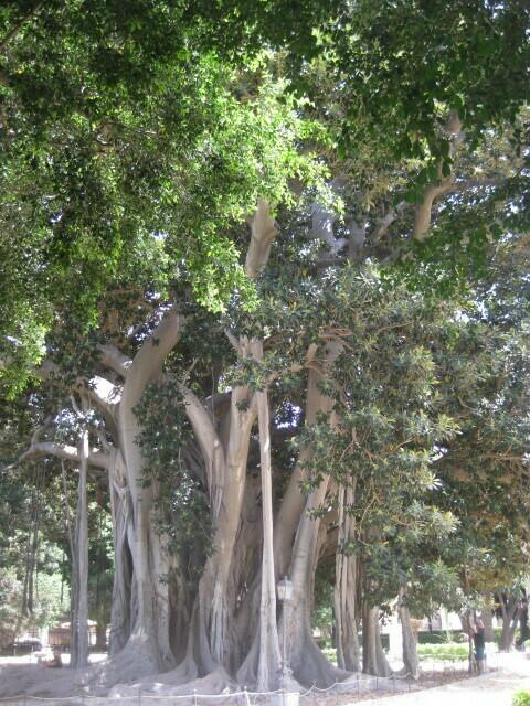 ficus benjamini ......... in Übergröße ...
